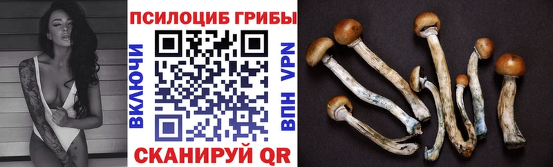Галлюциногенные грибы Psilocybine cubensis  купить закладку  Судогда 